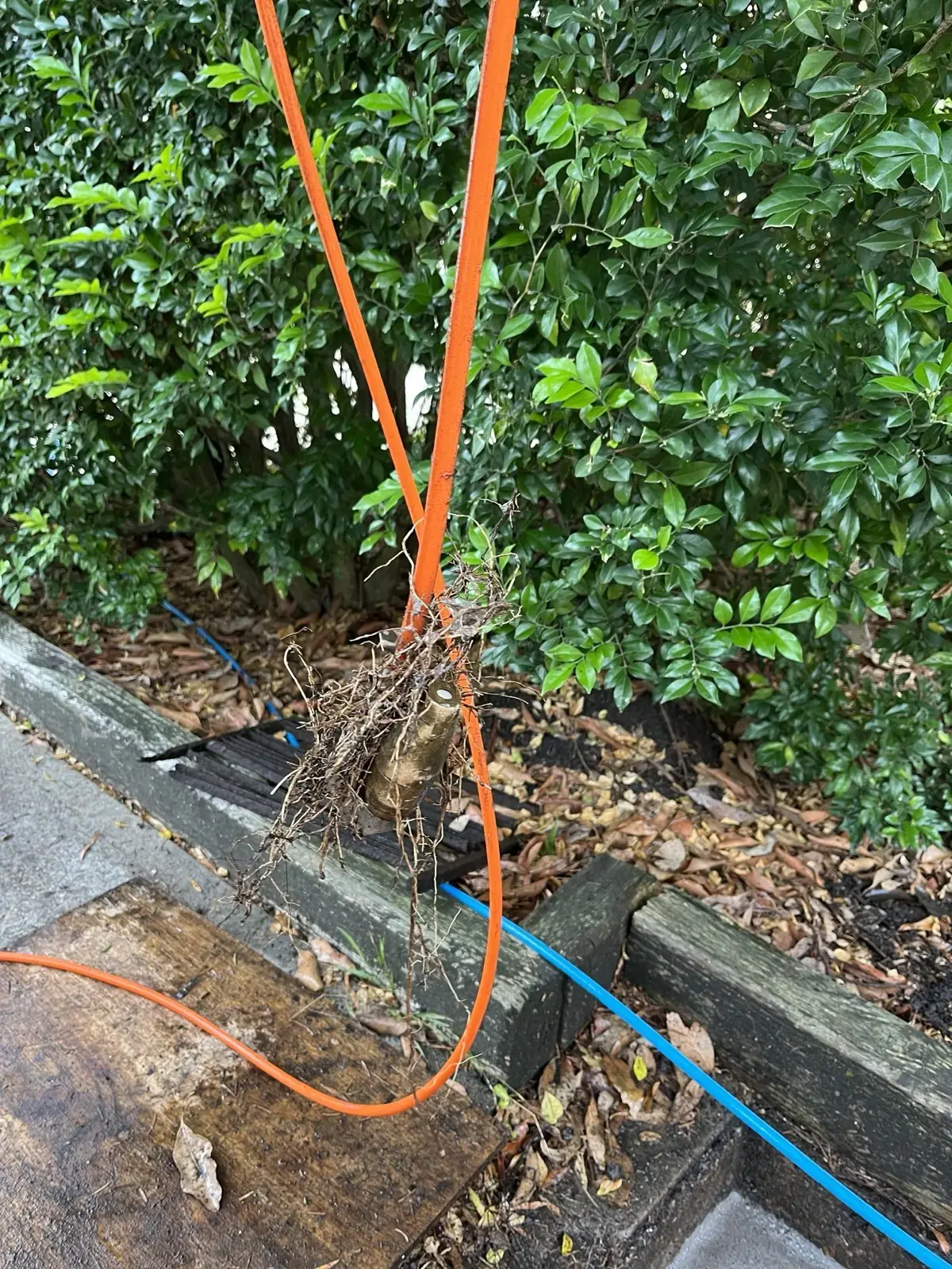 Drain clearing equipment removing tree roots from a blocked line