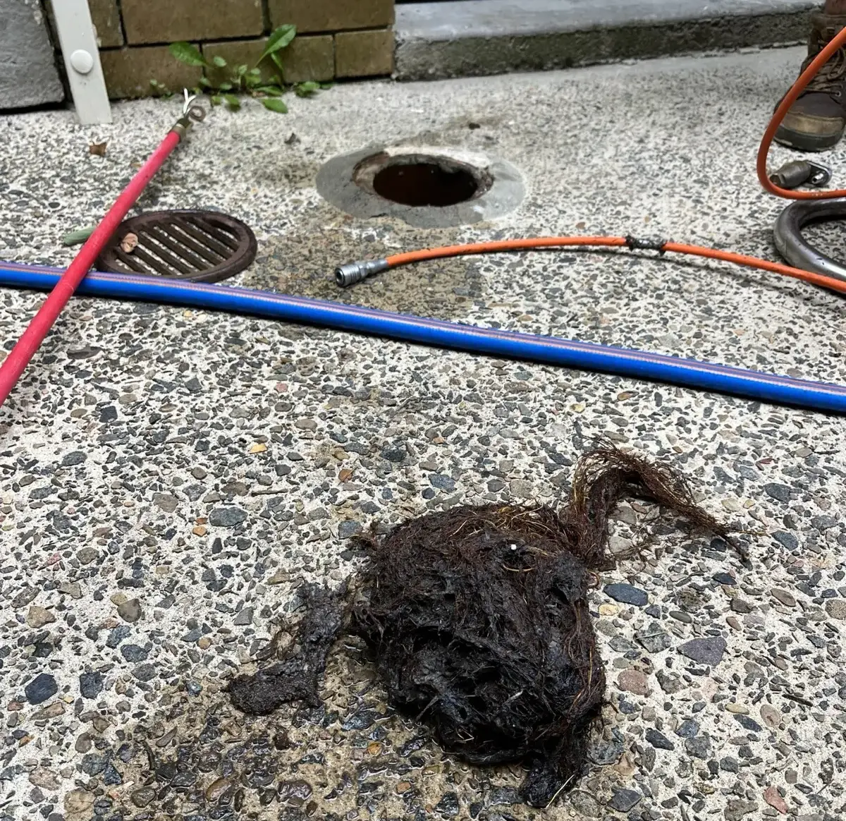 Tree roots removed from a blocked drain